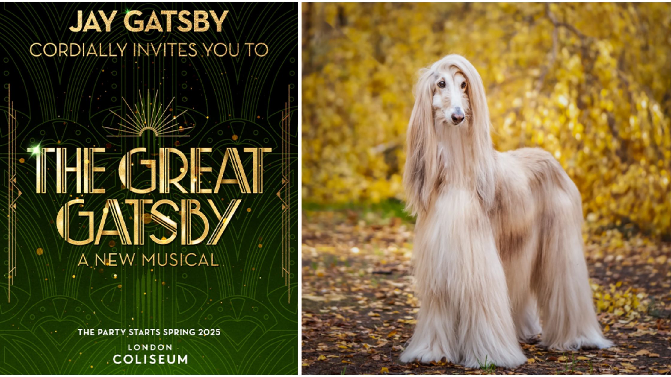 The Great Gastby Dog
